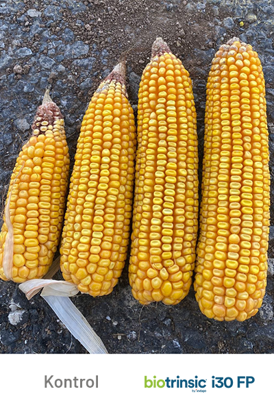 i30 FP Corn Cobs