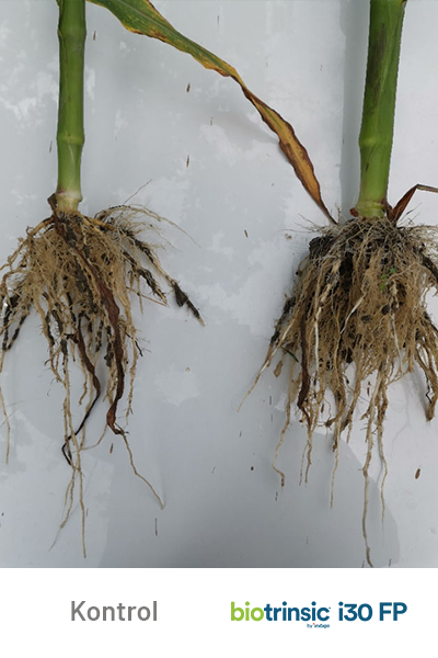 i30 FP Corn Roots